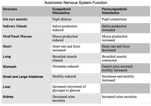 ANS-summary