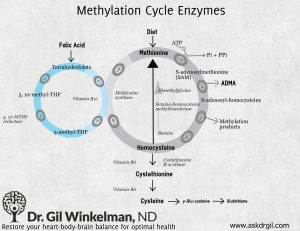 methylation-cycle