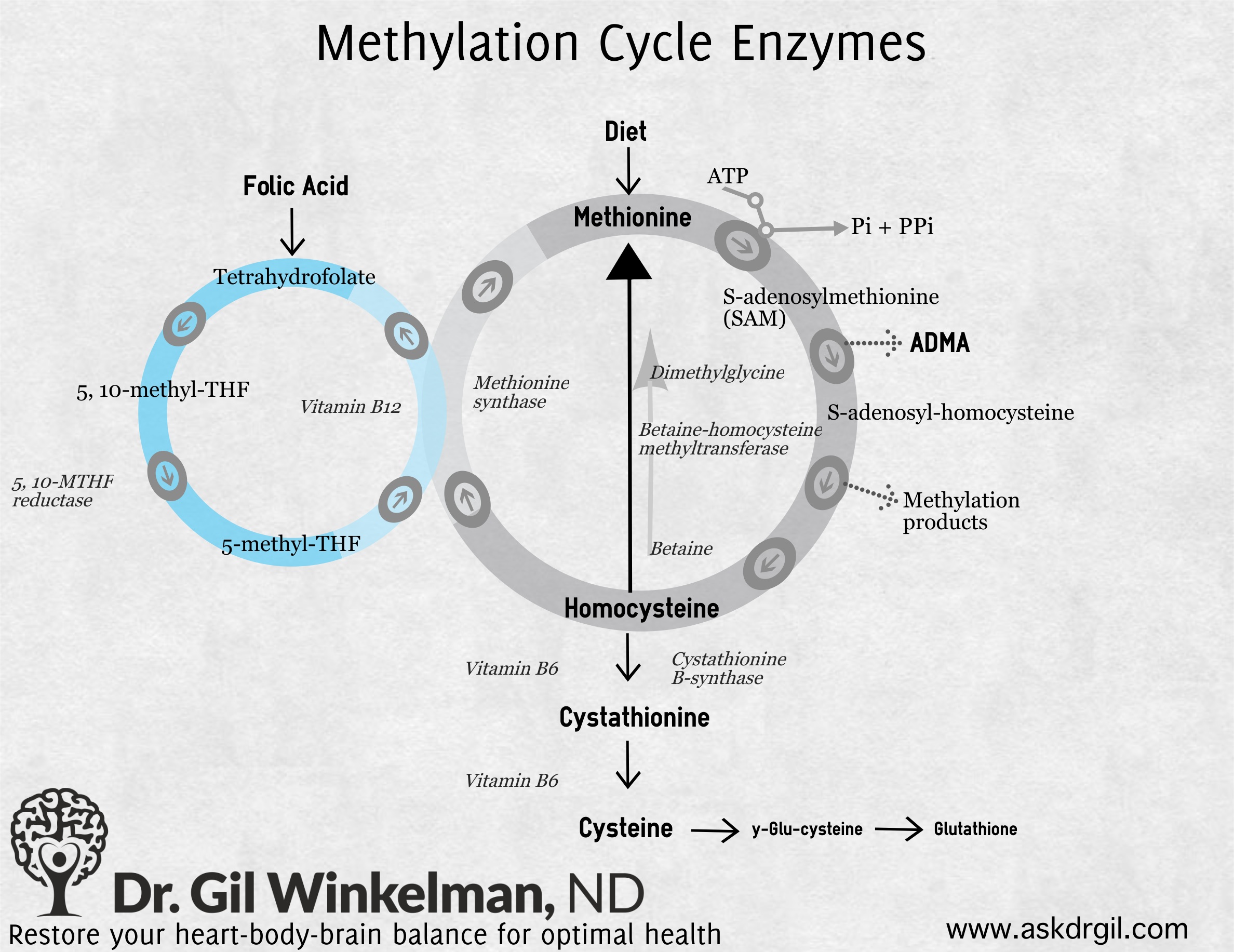 Methylation Cycle Diagram